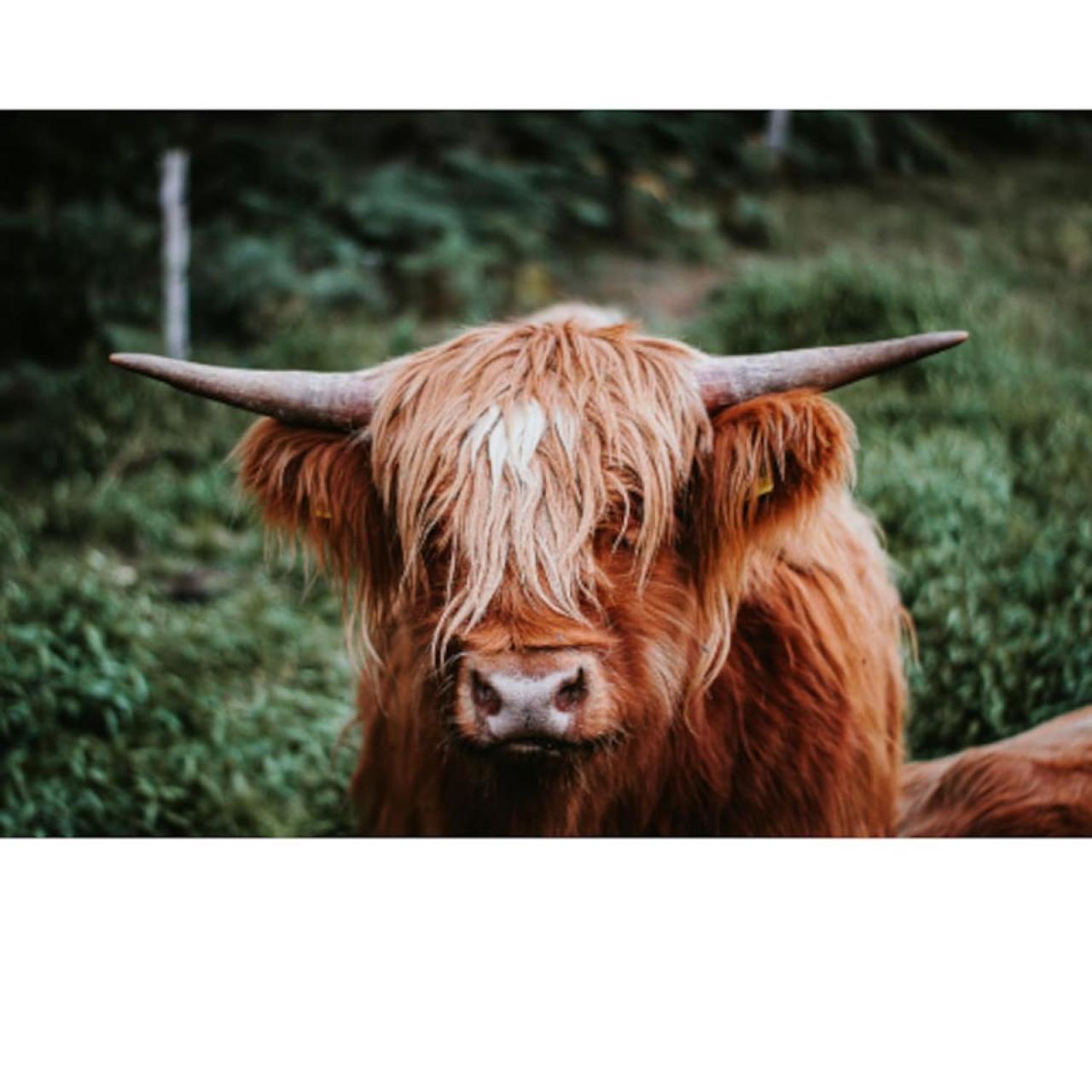 'Maisie' In Allandale Aparthotel Auchterarder Bagian luar foto